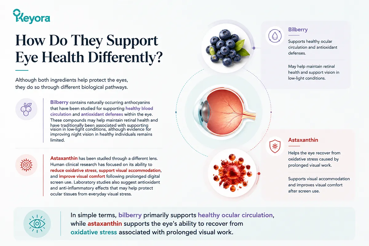 KEYORA visual guide titled "How Do They Support Eye Health Differently?", featuring an eye anatomy illustration paired with bilberries and red astaxanthin softgels. It explains that Bilberry anthocyanins support healthy blood circulation and low-light vision, while Astaxanthin reduces oxidative stress and improves visual comfort after prolonged screen use. KEYORA visual guide titled "How Do They Support Eye Health Differently?", featuring an eye anatomy illustration paired with bilberries and red astaxanthin softgels. It explains that Bilberry anthocyanins support healthy blood circulation and low-light vision, while Astaxanthin reduces oxidative stress and improves visual comfort after prolonged screen use.