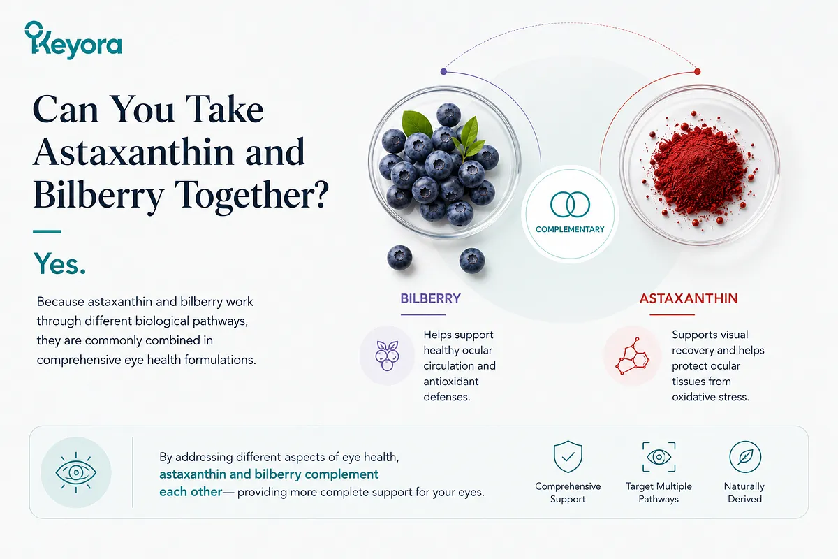 KEYORA infographic answering "Can You Take Astaxanthin and Bilberry Together?", displaying connected petri dishes of bilberries and red astaxanthin powder. It confirms that combining both ingredients provides comprehensive eye support by targeting multiple biological pathways simultaneously. KEYORA infographic answering "Can You Take Astaxanthin and Bilberry Together?", displaying connected petri dishes of bilberries and red astaxanthin powder. It confirms that combining both ingredients provides comprehensive eye support by targeting multiple biological pathways simultaneously.