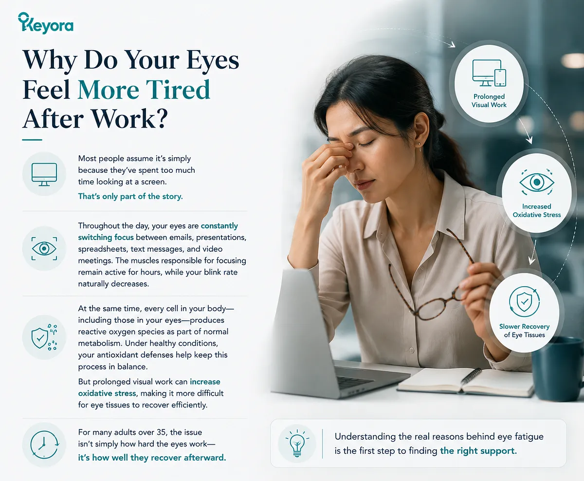KEYORA infographic titled "Why Do Your Eyes Feel More Tired After Work?", featuring a woman rubbing her nose bridge at a laptop. It illustrates the underlying causes of post-work eye strain: continuous focus switching, reduced blinking rate, increased oxidative stress in eye tissues, and slower cellular recovery. KEYORA infographic titled "Why Do Your Eyes Feel More Tired After Work?", featuring a woman rubbing her nose bridge at a laptop. It illustrates the underlying causes of post-work eye strain: continuous focus switching, reduced blinking rate, increased oxidative stress in eye tissues, and slower cellular recovery.