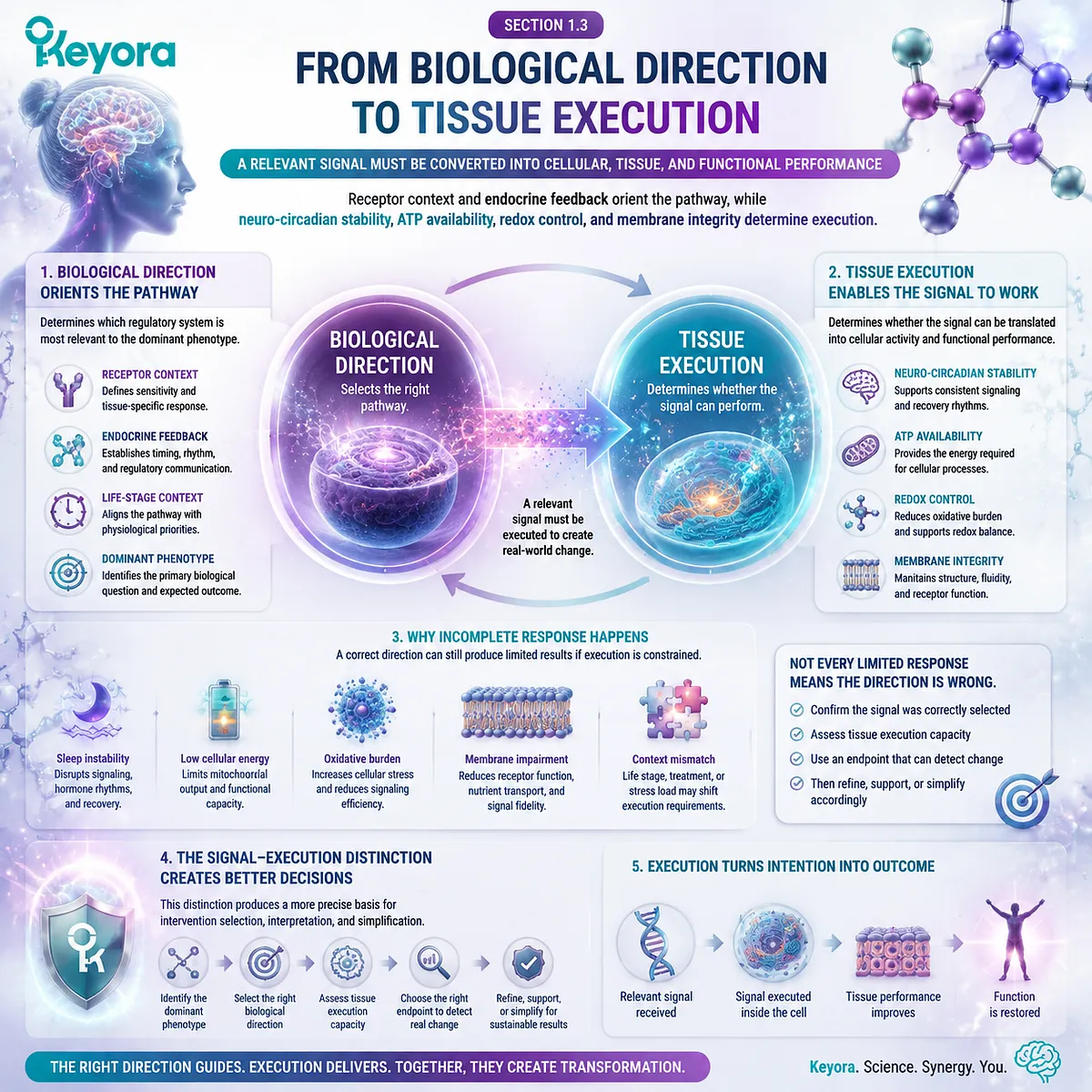 Female nutrition connects biological direction with tissue execution through receptor context, ATP energy, redox control, and membrane integrity in Keyora Female Chrono-Nutrition. Female nutrition connects biological direction with tissue execution through receptor context, ATP energy, redox control, and membrane integrity in Keyora Female Chrono-Nutrition.