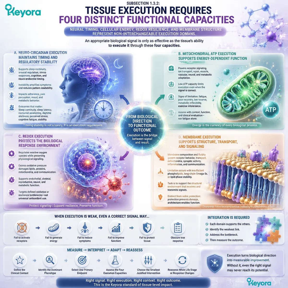 Female nutrition tissue execution requires neuro-circadian stability, mitochondrial ATP, redox balance, and membrane integrity through the Keyora Four-Execution Architecture. Female nutrition tissue execution requires neuro-circadian stability, mitochondrial ATP, redox balance, and membrane integrity through the Keyora Four-Execution Architecture.