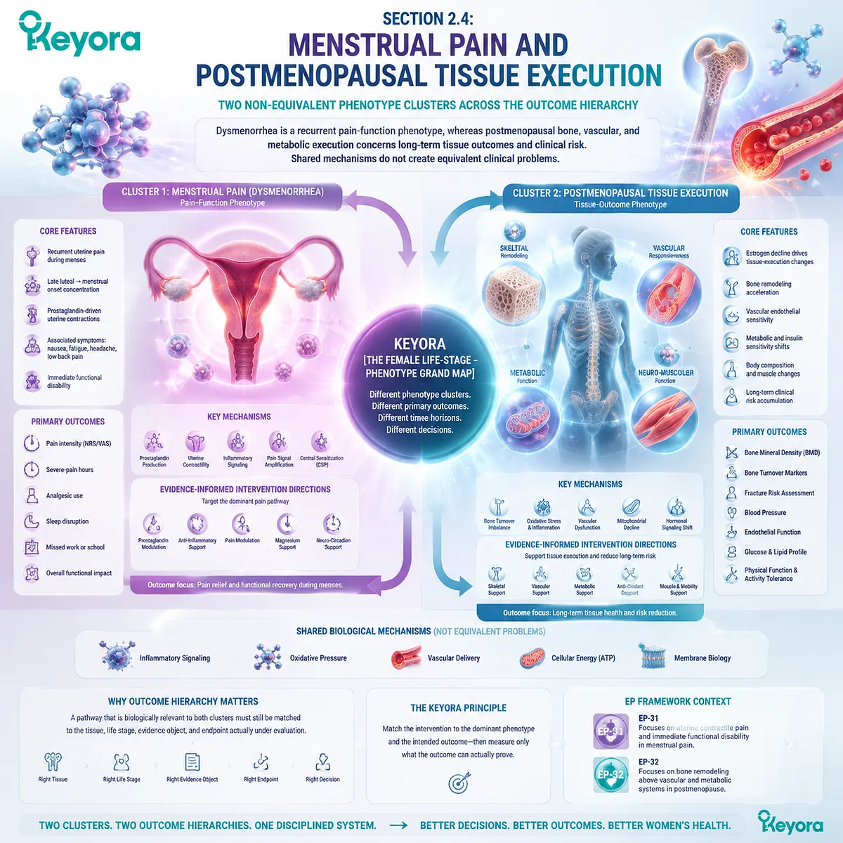 Menstrual pain and postmenopausal tissue health require separate phenotype mapping through inflammation, oxidative stress, vascular function, and Keyora Female Chrono-Nutrition outcome hierarchy. Menstrual pain and postmenopausal tissue health require separate phenotype mapping through inflammation, oxidative stress, vascular function, and Keyora Female Chrono-Nutrition outcome hierarchy.