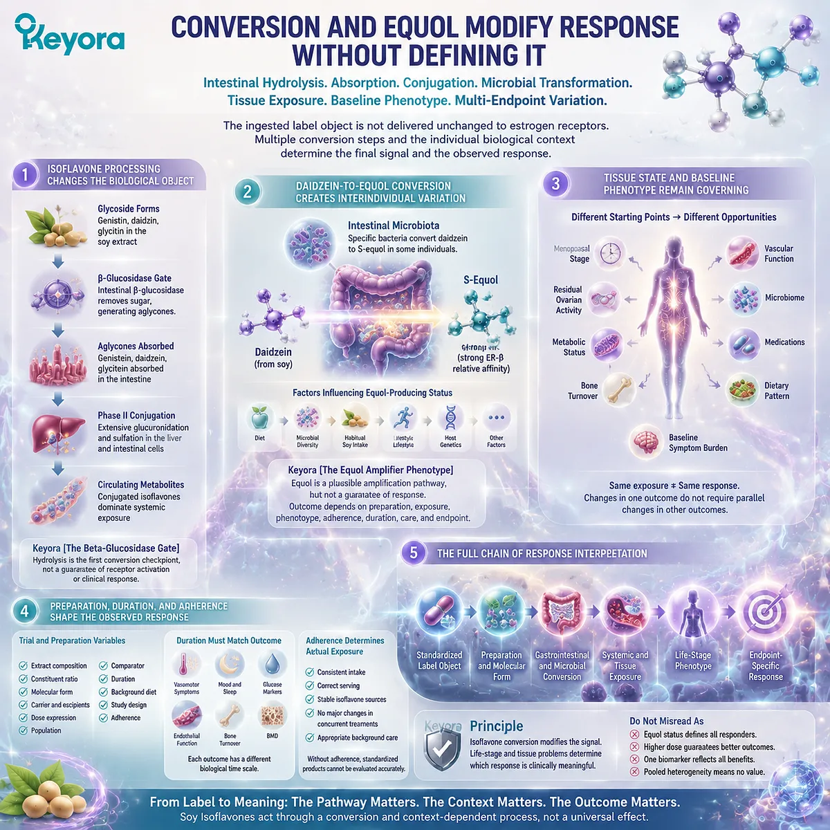 Soy isoflavones support female rhythm through beta-glucosidase conversion, equol metabolism, ER-β signaling, phenotype variation, and Keyora Beta-Glucosidase Gate framework Soy isoflavones support female rhythm through beta-glucosidase conversion, equol metabolism, ER-β signaling, phenotype variation, and Keyora Beta-Glucosidase Gate framework