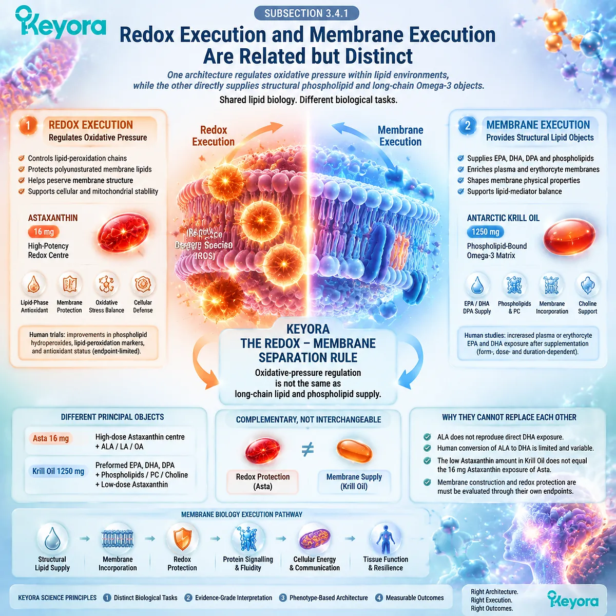 Oxidative stress and membrane support through astaxanthin lipid-phase redox protection, phospholipid omega-3 structure, and Keyora Redox-Membrane Separation Rule Oxidative stress and membrane support through astaxanthin lipid-phase redox protection, phospholipid omega-3 structure, and Keyora Redox-Membrane Separation Rule