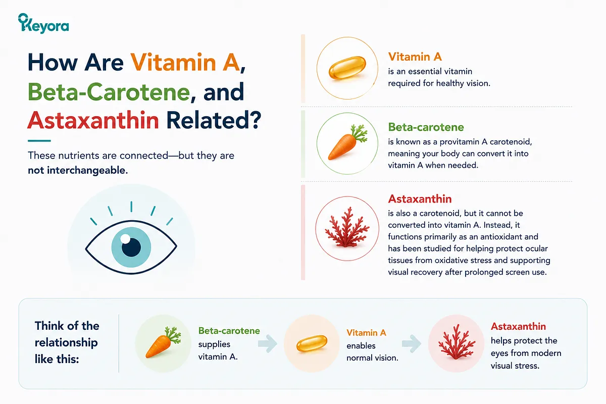 KEYORA infographic titled "How Are Vitamin A, Beta-Carotene, and Astaxanthin Related?", illustrating their biological connection. A flowchart demonstrates that Beta-carotene converts to Vitamin A to enable normal vision, while Astaxanthin functions independently to protect eyes from modern visual stress. KEYORA infographic titled "How Are Vitamin A, Beta-Carotene, and Astaxanthin Related?", illustrating their biological connection. A flowchart demonstrates that Beta-carotene converts to Vitamin A to enable normal vision, while Astaxanthin functions independently to protect eyes from modern visual stress.