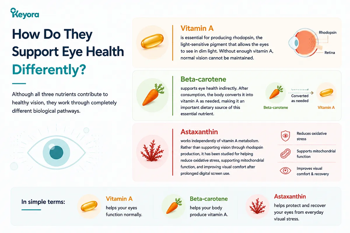 KEYORA visual guide titled "How Do They Support Eye Health Differently?", detailing their mechanisms. It contrasts Vitamin A's role in rhodopsin production and Beta-carotene's conversion pathway with Astaxanthin's independent antioxidant support for mitochondrial function and visual recovery. KEYORA visual guide titled "How Do They Support Eye Health Differently?", detailing their mechanisms. It contrasts Vitamin A's role in rhodopsin production and Beta-carotene's conversion pathway with Astaxanthin's independent antioxidant support for mitochondrial function and visual recovery.