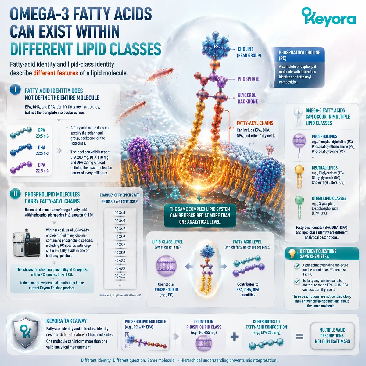Krill oil phospholipid chemistry shows Omega-3 fatty acids within lipid classes, linking EPA DHA structure and molecular carriers through Keyora Non-Additive Lipid Architecture. Krill oil phospholipid chemistry shows Omega-3 fatty acids within lipid classes, linking EPA DHA structure and molecular carriers through Keyora Non-Additive Lipid Architecture.