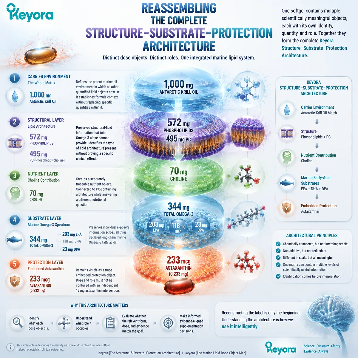 Krill oil architecture integrates carrier matrix, phospholipids, PC, choline, EPA DHA DPA and astaxanthin roles through the Keyora Structure-Substrate-Protection Architecture. Krill oil architecture integrates carrier matrix, phospholipids, PC, choline, EPA DHA DPA and astaxanthin roles through the Keyora Structure-Substrate-Protection Architecture.