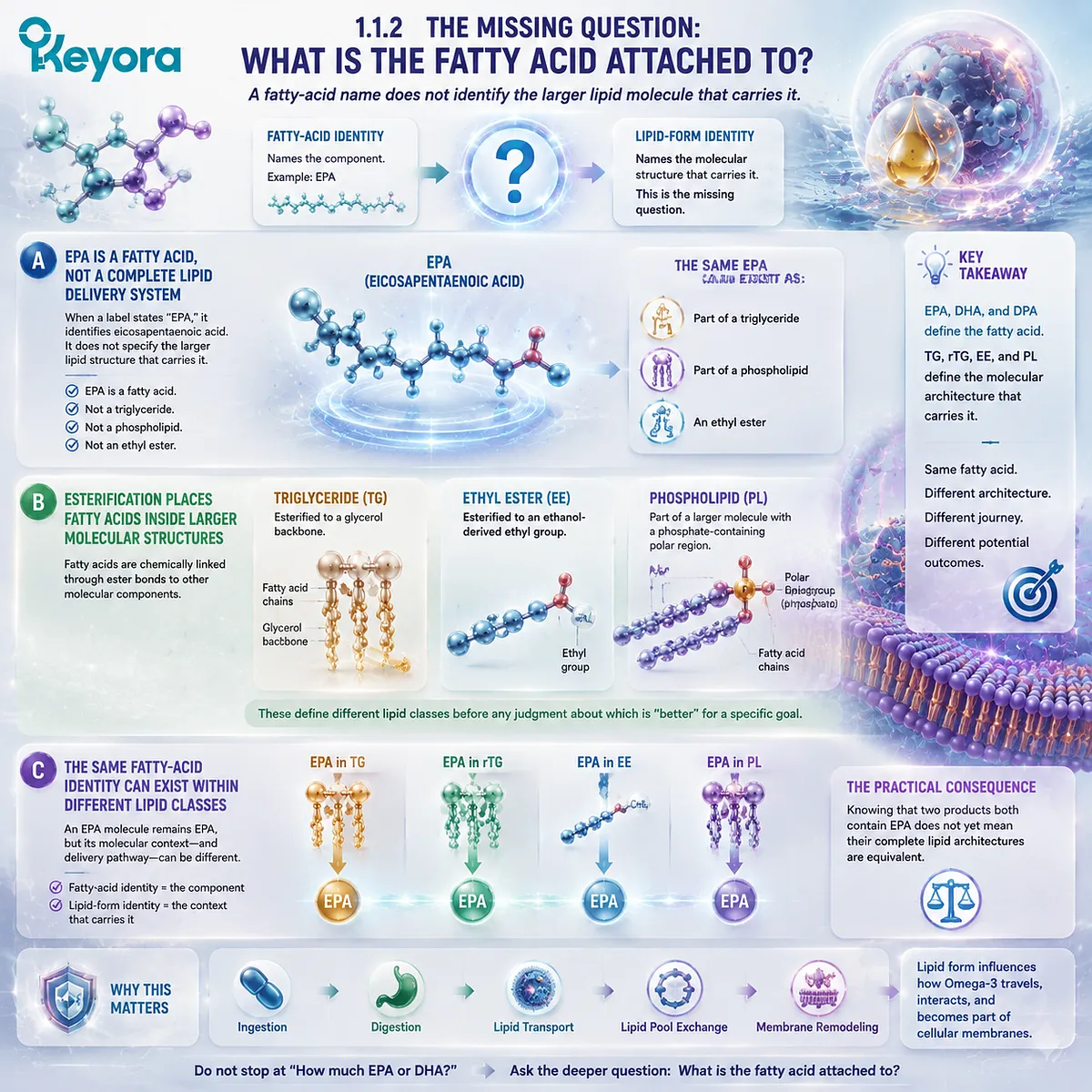 EPA DHA molecular form depends on what fatty acids attach to, linking esterification, triglyceride phospholipid architecture, and Omega-3 delivery through Keyora Omega-3 Form Identity Gate. EPA DHA molecular form depends on what fatty acids attach to, linking esterification, triglyceride phospholipid architecture, and Omega-3 delivery through Keyora Omega-3 Form Identity Gate.