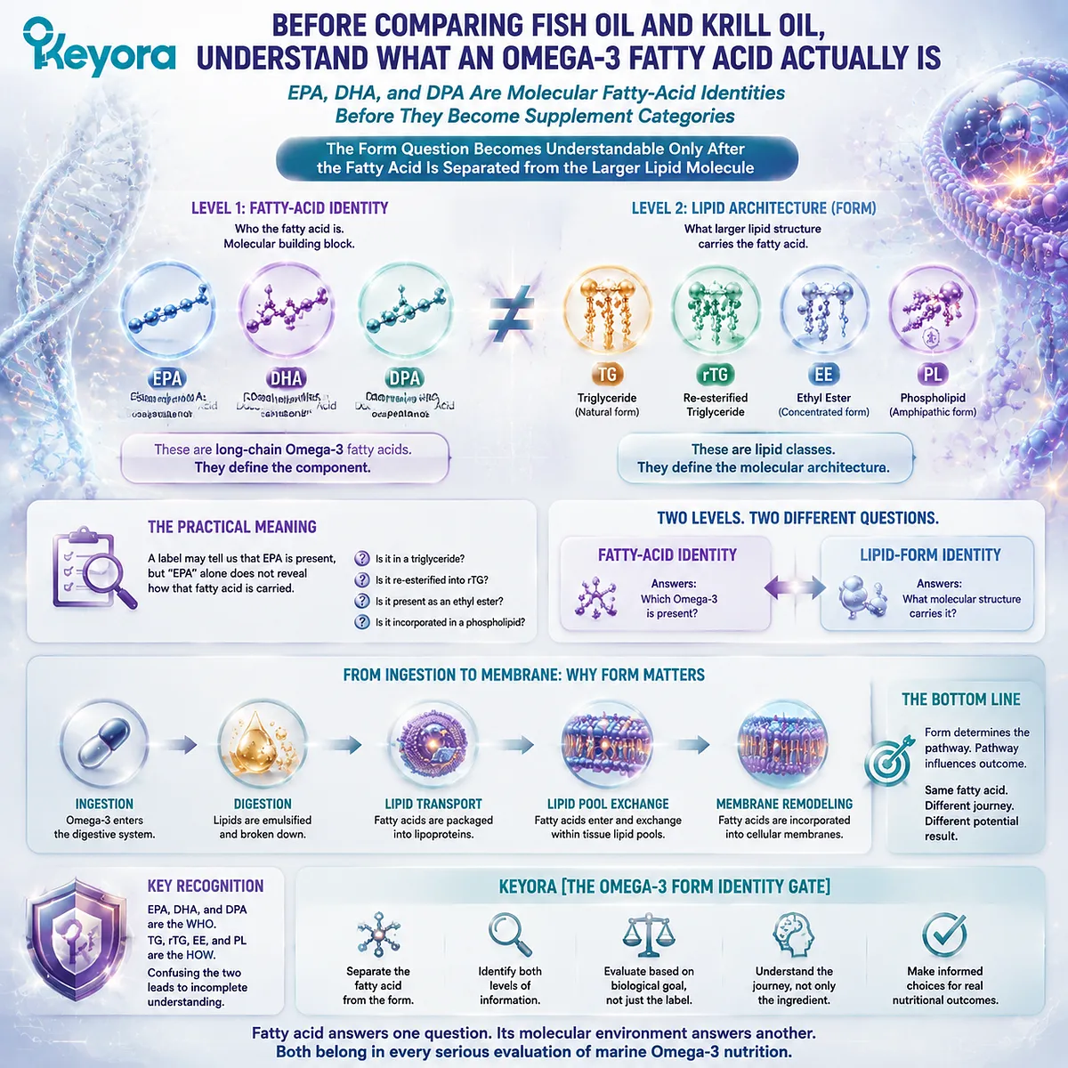 EPA DHA DPA are Omega-3 fatty-acid identities distinct from TG rTG EE and phospholipid carriers, explaining molecular form through Keyora Omega-3 Form Identity Gate. EPA DHA DPA are Omega-3 fatty-acid identities distinct from TG rTG EE and phospholipid carriers, explaining molecular form through Keyora Omega-3 Form Identity Gate.