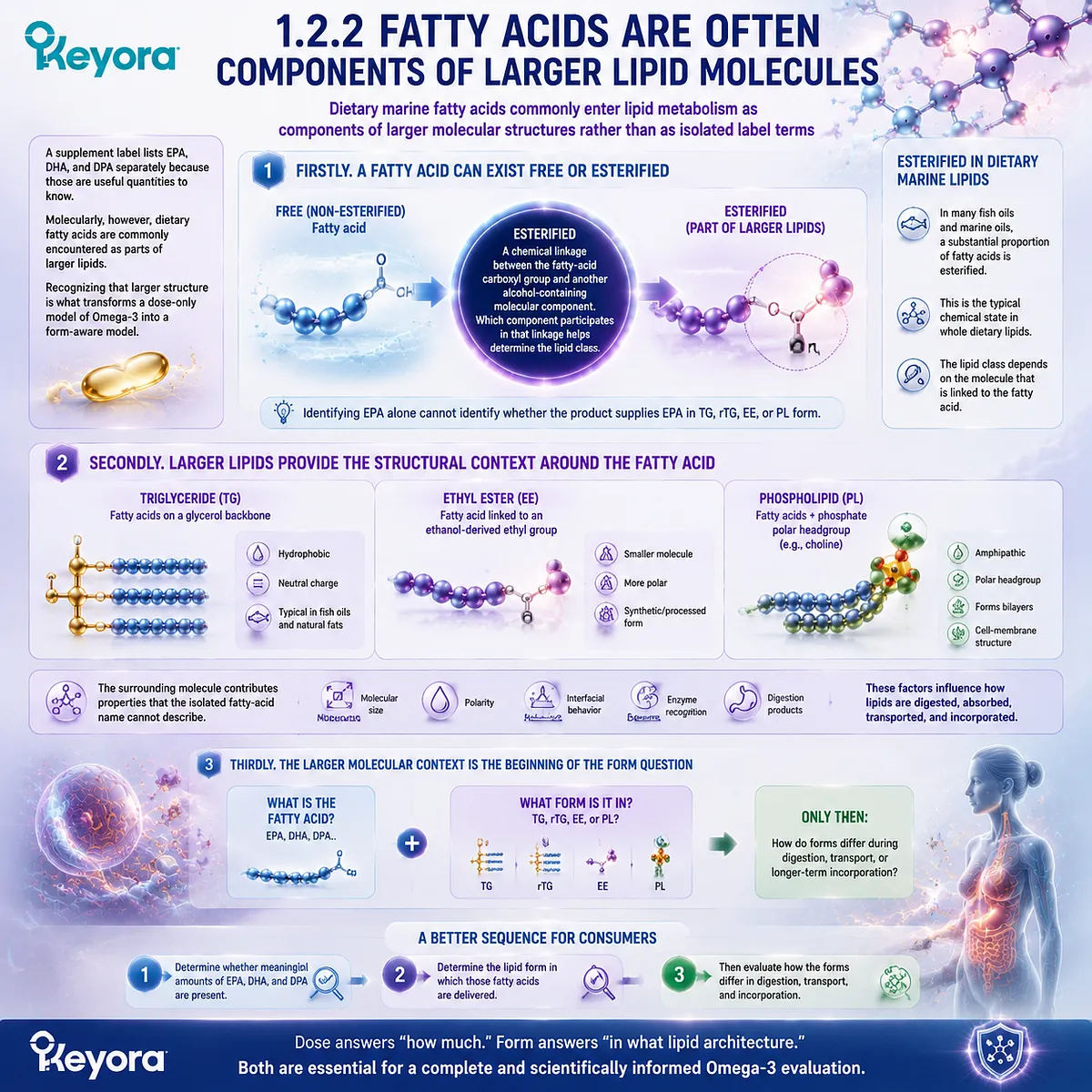 Omega-3 fatty acids are carried within larger lipid molecules, where TG rTG EE and phospholipid structures shape EPA DHA context through Keyora Omega-3 Form Identity Gate. Omega-3 fatty acids are carried within larger lipid molecules, where TG rTG EE and phospholipid structures shape EPA DHA context through Keyora Omega-3 Form Identity Gate.