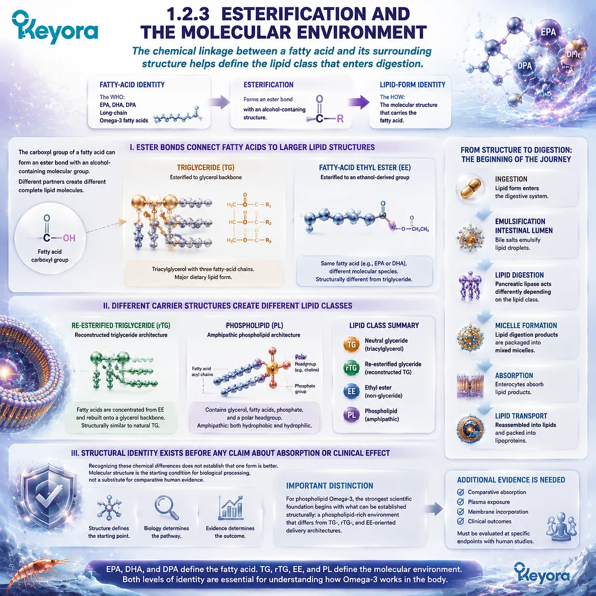 Esterification defines Omega-3 lipid classes by linking EPA DHA to TG rTG EE or phospholipid structures, creating molecular form differences in Keyora Omega-3 Form Identity Gate. Esterification defines Omega-3 lipid classes by linking EPA DHA to TG rTG EE or phospholipid structures, creating molecular form differences in Keyora Omega-3 Form Identity Gate.