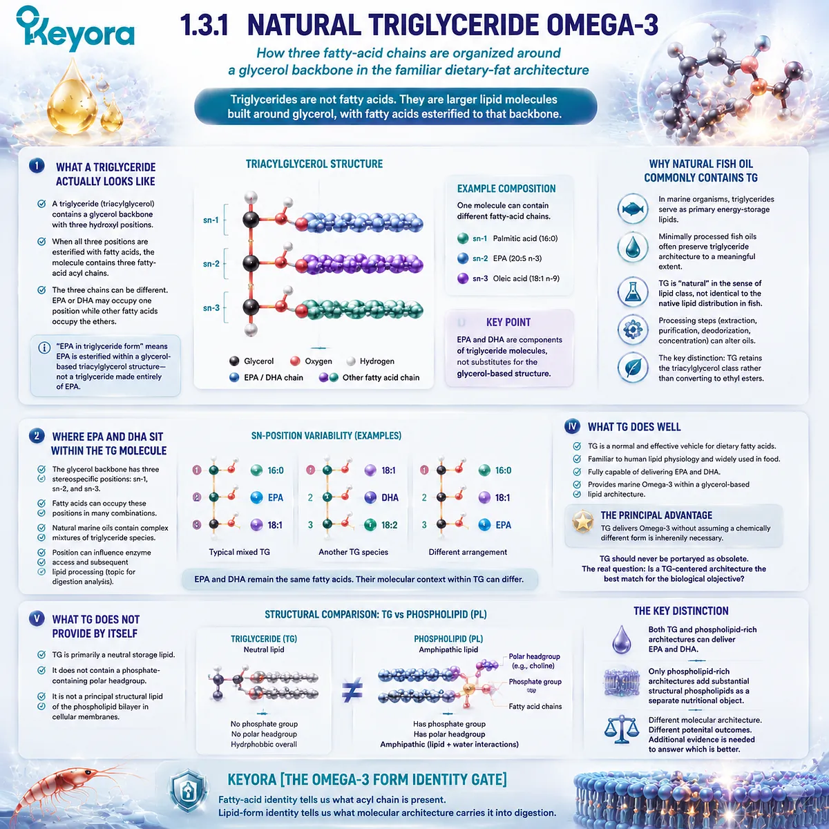 Natural triglyceride Omega-3 uses a glycerol backbone carrying EPA DHA fatty acids, explaining TG architecture and delivery context through Keyora Omega-3 Form Identity Gate. Natural triglyceride Omega-3 uses a glycerol backbone carrying EPA DHA fatty acids, explaining TG architecture and delivery context through Keyora Omega-3 Form Identity Gate.
