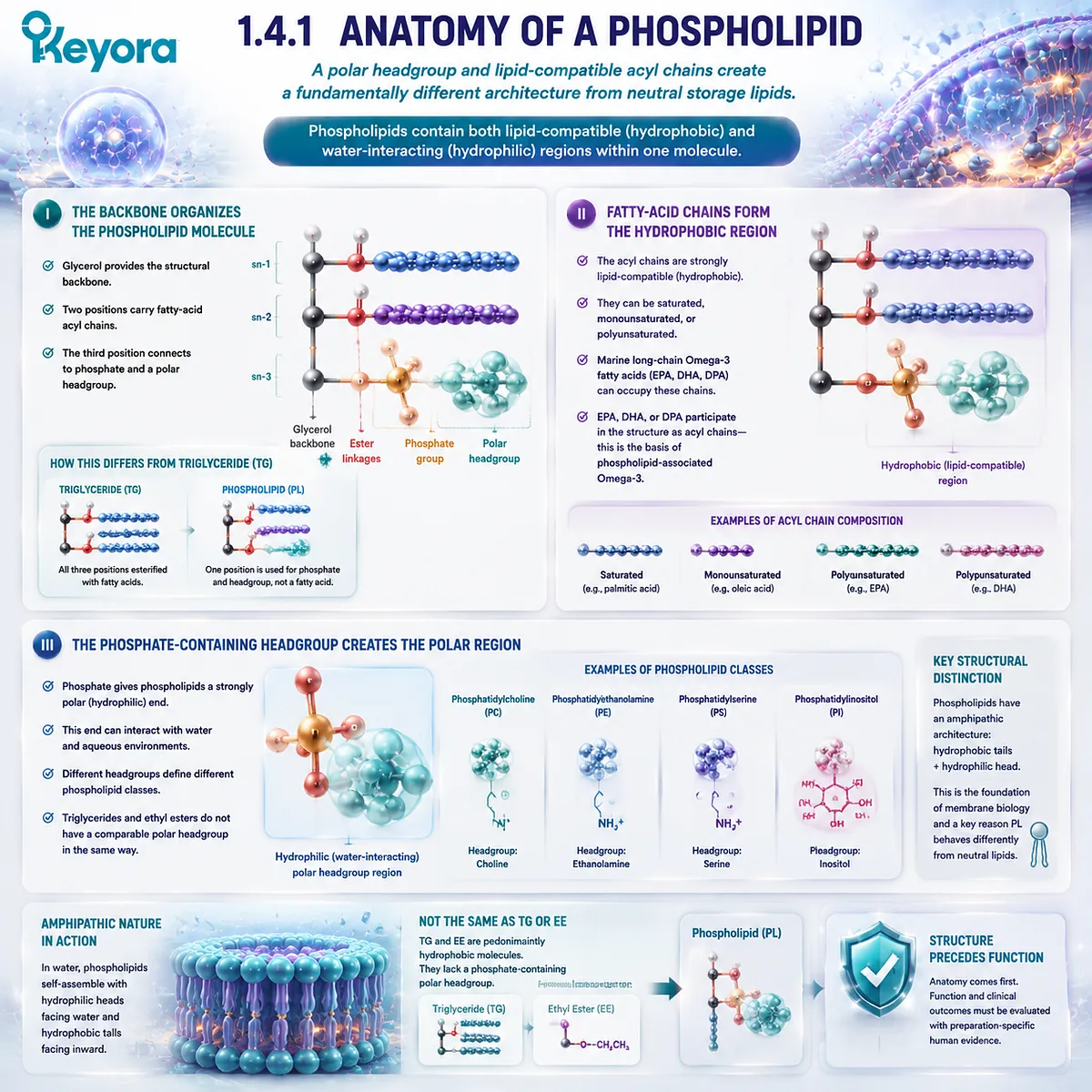 Phospholipid Omega-3 structure combines EPA DHA acyl chains with phosphate headgroups, creating amphipathic lipid architecture explained by Keyora Omega-3 Form Identity Gate. Phospholipid Omega-3 structure combines EPA DHA acyl chains with phosphate headgroups, creating amphipathic lipid architecture explained by Keyora Omega-3 Form Identity Gate.