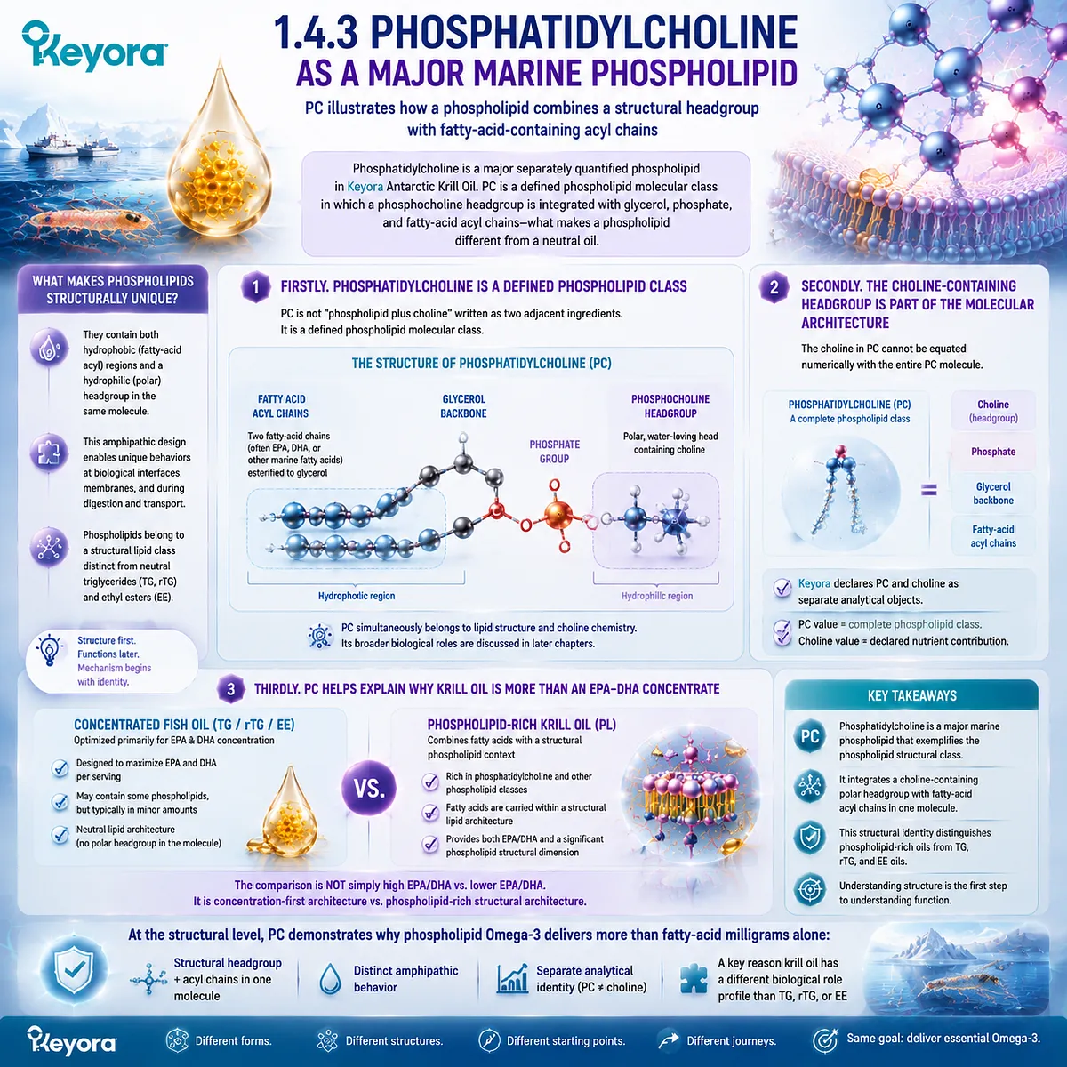 Phosphatidylcholine in krill oil combines EPA DHA acyl chains with choline phosphate headgroups, defining phospholipid Omega-3 architecture through Keyora Omega-3 Form Identity Gate. Phosphatidylcholine in krill oil combines EPA DHA acyl chains with choline phosphate headgroups, defining phospholipid Omega-3 architecture through Keyora Omega-3 Form Identity Gate.