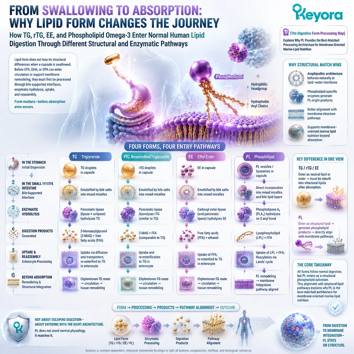 Omega-3 absorption differs by lipid form as TG, rTG, EE and phospholipid Omega-3 follow distinct digestion pathways, mapped through Keyora The Digestive Form-Processing Map. Omega-3 absorption differs by lipid form as TG, rTG, EE and phospholipid Omega-3 follow distinct digestion pathways, mapped through Keyora The Digestive Form-Processing Map.