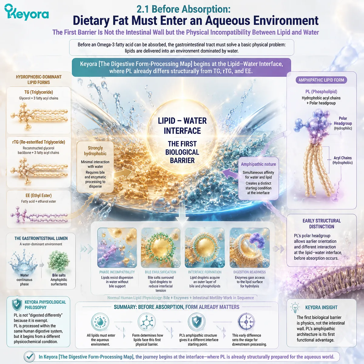Omega-3 digestion begins at the lipid-water interface where phospholipid Omega-3 amphipathic structure differs from TG, rTG and EE, explained by Keyora The Digestive Form-Processing Map. Omega-3 digestion begins at the lipid-water interface where phospholipid Omega-3 amphipathic structure differs from TG, rTG and EE, explained by Keyora The Digestive Form-Processing Map.