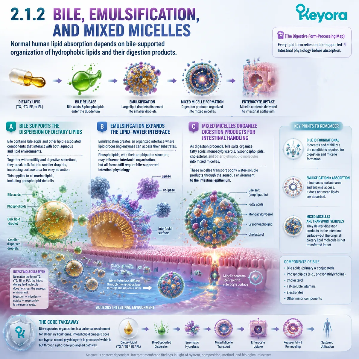 Omega-3 absorption relies on bile emulsification and mixed micelles, where phospholipid Omega-3 interacts with lipid-water organization through Keyora The Digestive Form-Processing Map. Omega-3 absorption relies on bile emulsification and mixed micelles, where phospholipid Omega-3 interacts with lipid-water organization through Keyora The Digestive Form-Processing Map.