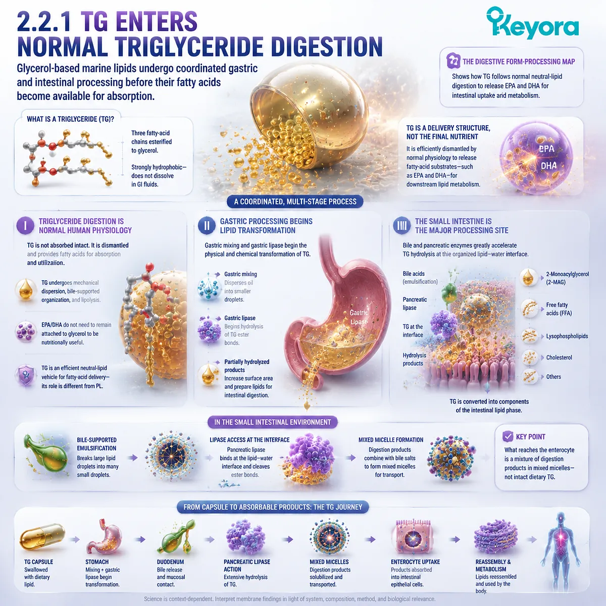 TG Omega-3 digestion follows normal triglyceride hydrolysis from gastric processing to pancreatic lipase activity and intestinal handling within Keyora The Digestive Form-Processing Map. TG Omega-3 digestion follows normal triglyceride hydrolysis from gastric processing to pancreatic lipase activity and intestinal handling within Keyora The Digestive Form-Processing Map.