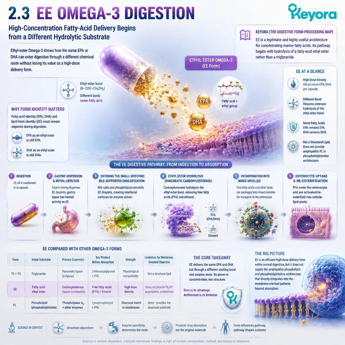 EE Omega-3 uses ethyl-ester hydrolysis for concentrated EPA and DHA delivery, following a distinct digestion pathway mapped by Keyora The Digestive Form-Processing Map. EE Omega-3 uses ethyl-ester hydrolysis for concentrated EPA and DHA delivery, following a distinct digestion pathway mapped by Keyora The Digestive Form-Processing Map.
