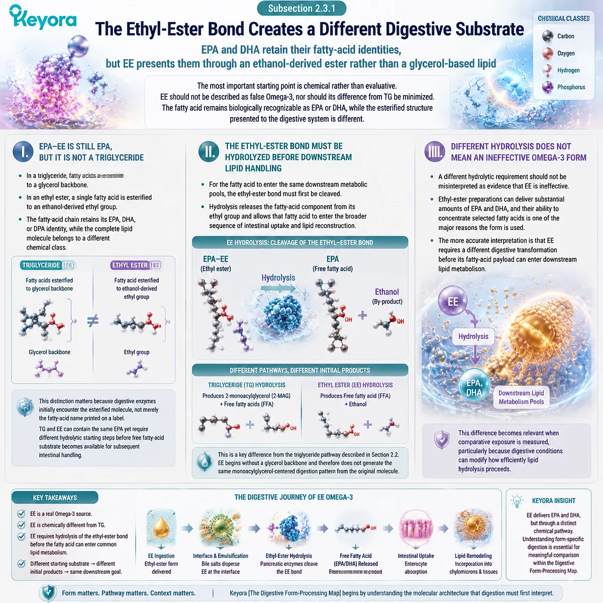 EE Omega-3 digestion requires ethyl-ester hydrolysis before EPA and DHA handling, showing a distinct fatty-acid delivery pathway in Keyora The Digestive Form-Processing Map. EE Omega-3 digestion requires ethyl-ester hydrolysis before EPA and DHA handling, showing a distinct fatty-acid delivery pathway in Keyora The Digestive Form-Processing Map.