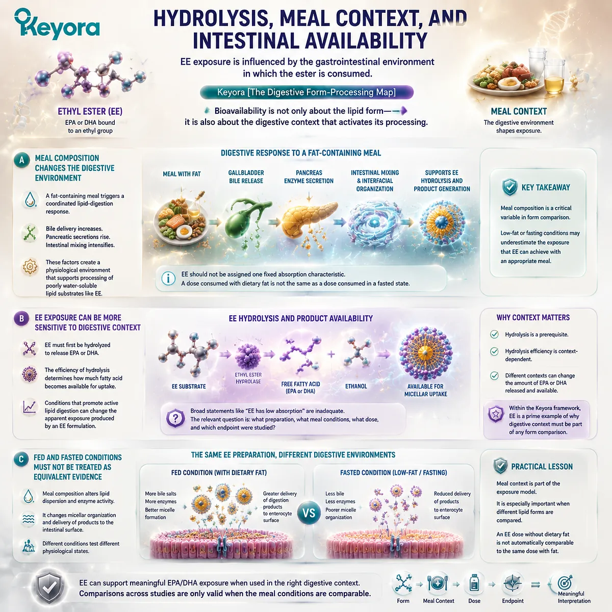 EE Omega-3 bioavailability depends on meal context, bile-supported digestion and ethyl-ester hydrolysis, interpreted through Keyora The Digestive Form-Processing Map. EE Omega-3 bioavailability depends on meal context, bile-supported digestion and ethyl-ester hydrolysis, interpreted through Keyora The Digestive Form-Processing Map.
