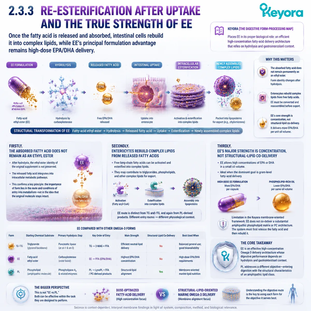 EE Omega-3 supports high-dose EPA DHA delivery through hydrolysis, uptake and lipid rebuilding, while differing from phospholipid nutrition in Keyora The Digestive Form-Processing Map. EE Omega-3 supports high-dose EPA DHA delivery through hydrolysis, uptake and lipid rebuilding, while differing from phospholipid nutrition in Keyora The Digestive Form-Processing Map.