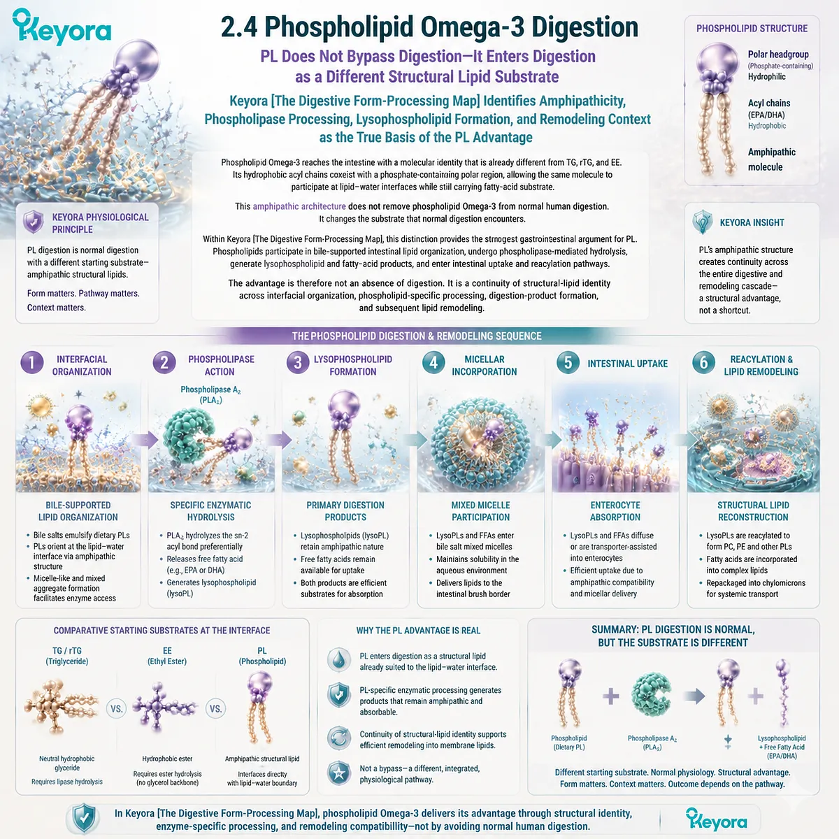 Phospholipid Omega-3 enters digestion as an amphipathic structural lipid, undergoing phospholipase processing and remodeling through Keyora The Digestive Form-Processing Map. Phospholipid Omega-3 enters digestion as an amphipathic structural lipid, undergoing phospholipase processing and remodeling through Keyora The Digestive Form-Processing Map.
