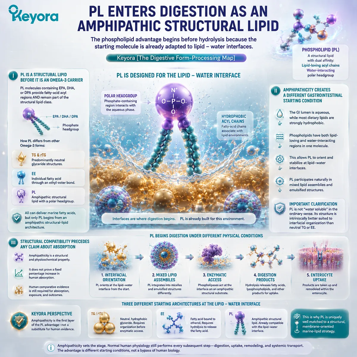 Phospholipid Omega-3 amphipathic structure supports lipid-water interface organization before hydrolysis, defining the PL pathway in Keyora The Digestive Form-Processing Map. Phospholipid Omega-3 amphipathic structure supports lipid-water interface organization before hydrolysis, defining the PL pathway in Keyora The Digestive Form-Processing Map.