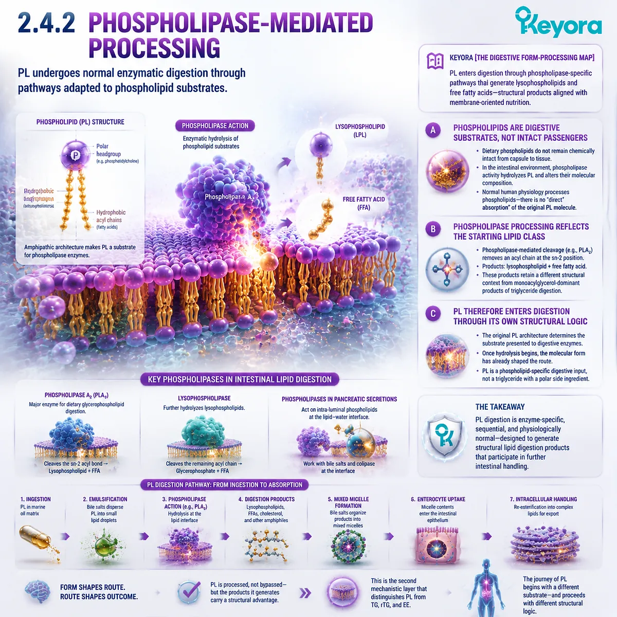 Phospholipid Omega-3 undergoes phospholipase-mediated hydrolysis into lysophospholipids and fatty acids, following a distinct pathway in Keyora The Digestive Form-Processing Map. Phospholipid Omega-3 undergoes phospholipase-mediated hydrolysis into lysophospholipids and fatty acids, following a distinct pathway in Keyora The Digestive Form-Processing Map.