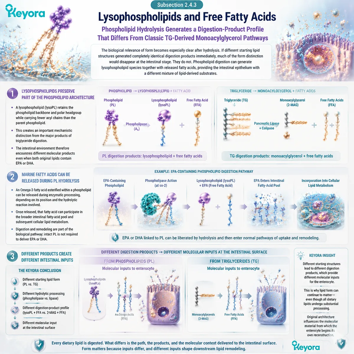 Phospholipid Omega-3 hydrolysis generates lysophospholipids and fatty acids, creating distinct intestinal lipid inputs compared with TG pathways in Keyora The Digestive Form-Processing Map. Phospholipid Omega-3 hydrolysis generates lysophospholipids and fatty acids, creating distinct intestinal lipid inputs compared with TG pathways in Keyora The Digestive Form-Processing Map.