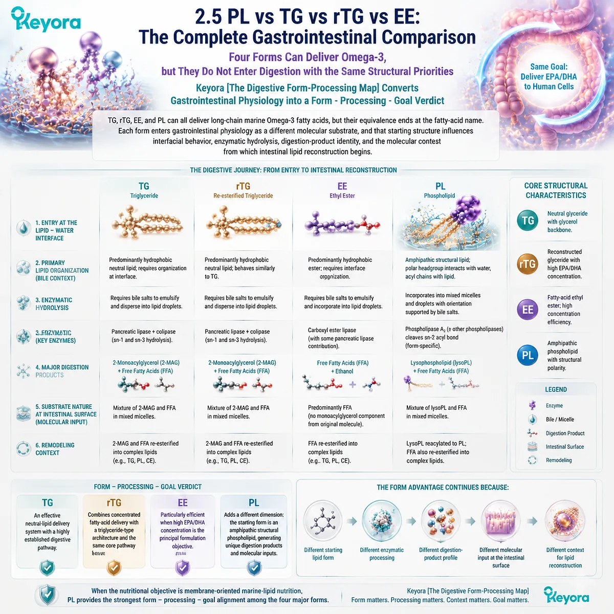 TG, rTG, EE and phospholipid Omega-3 follow different digestive pathways, compared by structure, processing and nutrition goals in Keyora The Digestive Form-Processing Map. TG, rTG, EE and phospholipid Omega-3 follow different digestive pathways, compared by structure, processing and nutrition goals in Keyora The Digestive Form-Processing Map.
