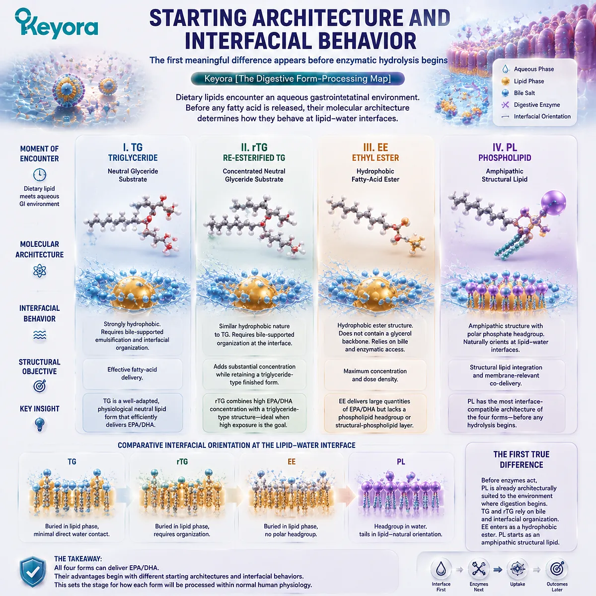 TG, rTG, EE and phospholipid Omega-3 differ at the lipid-water interface, where amphipathic PL structure contrasts with neutral lipids in Keyora The Digestive Form-Processing Map. TG, rTG, EE and phospholipid Omega-3 differ at the lipid-water interface, where amphipathic PL structure contrasts with neutral lipids in Keyora The Digestive Form-Processing Map.