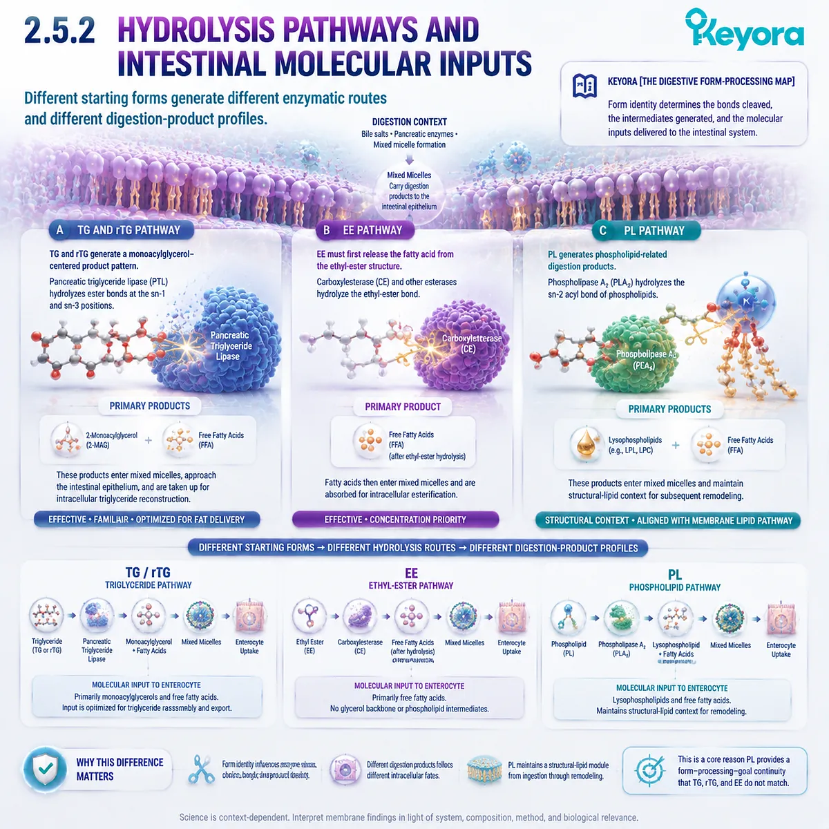 TG, rTG, EE and phospholipid Omega-3 generate different hydrolysis products including monoacylglycerols, fatty acids and lysophospholipids in Keyora The Digestive Form-Processing Map. TG, rTG, EE and phospholipid Omega-3 generate different hydrolysis products including monoacylglycerols, fatty acids and lysophospholipids in Keyora The Digestive Form-Processing Map.