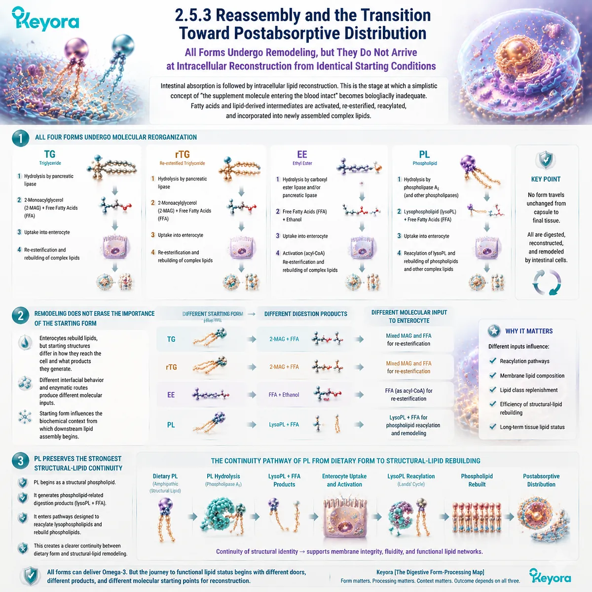 Omega-3 forms undergo intestinal remodeling after absorption, with TG, rTG, EE and phospholipid pathways creating different reconstruction contexts in Keyora The Digestive Form-Processing Map. Omega-3 forms undergo intestinal remodeling after absorption, with TG, rTG, EE and phospholipid pathways creating different reconstruction contexts in Keyora The Digestive Form-Processing Map.