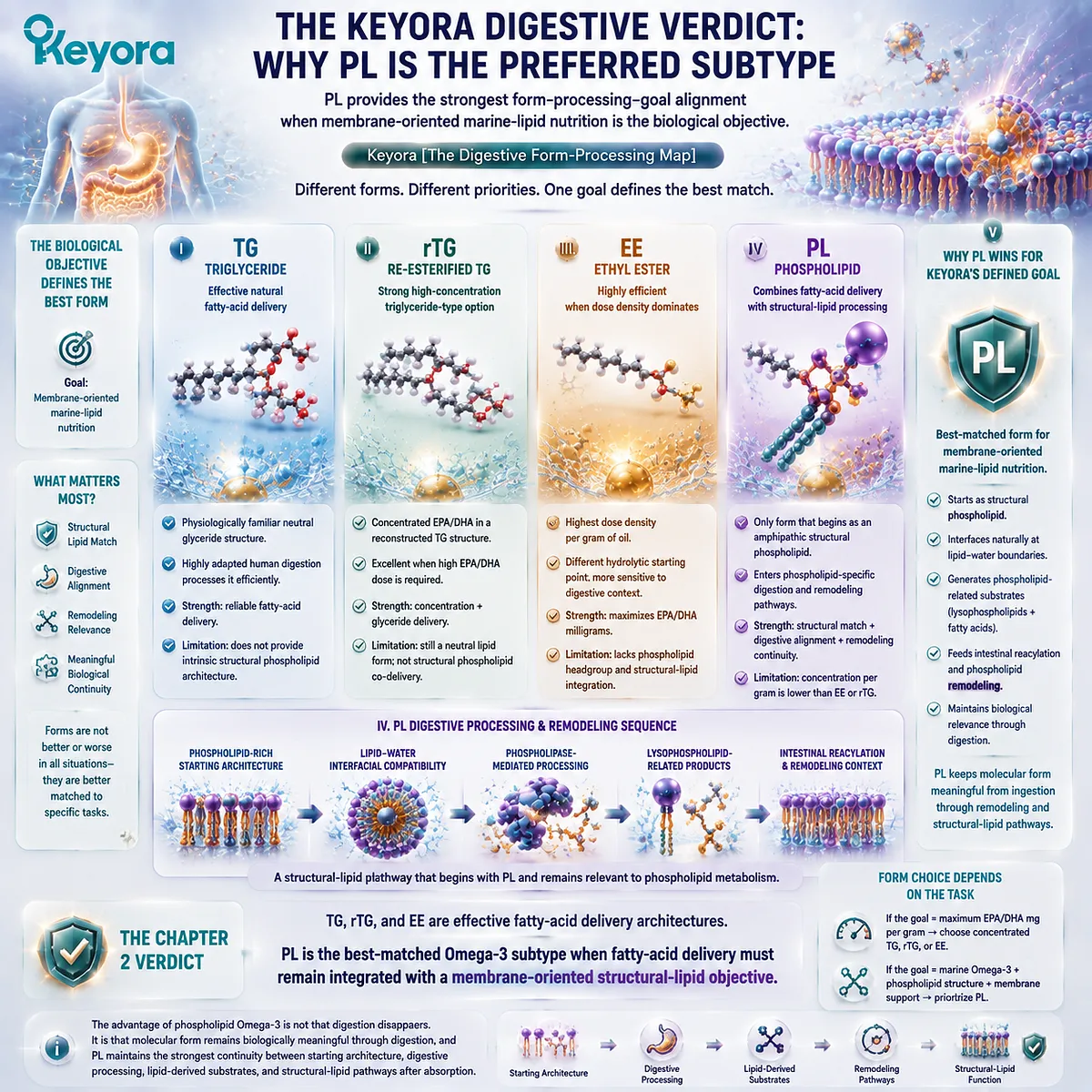 Phospholipid Omega-3 provides the strongest membrane-oriented nutrition match through structural lipid processing, phospholipase pathways and remodeling in Keyora The Digestive Form-Processing Map. Phospholipid Omega-3 provides the strongest membrane-oriented nutrition match through structural lipid processing, phospholipase pathways and remodeling in Keyora The Digestive Form-Processing Map.