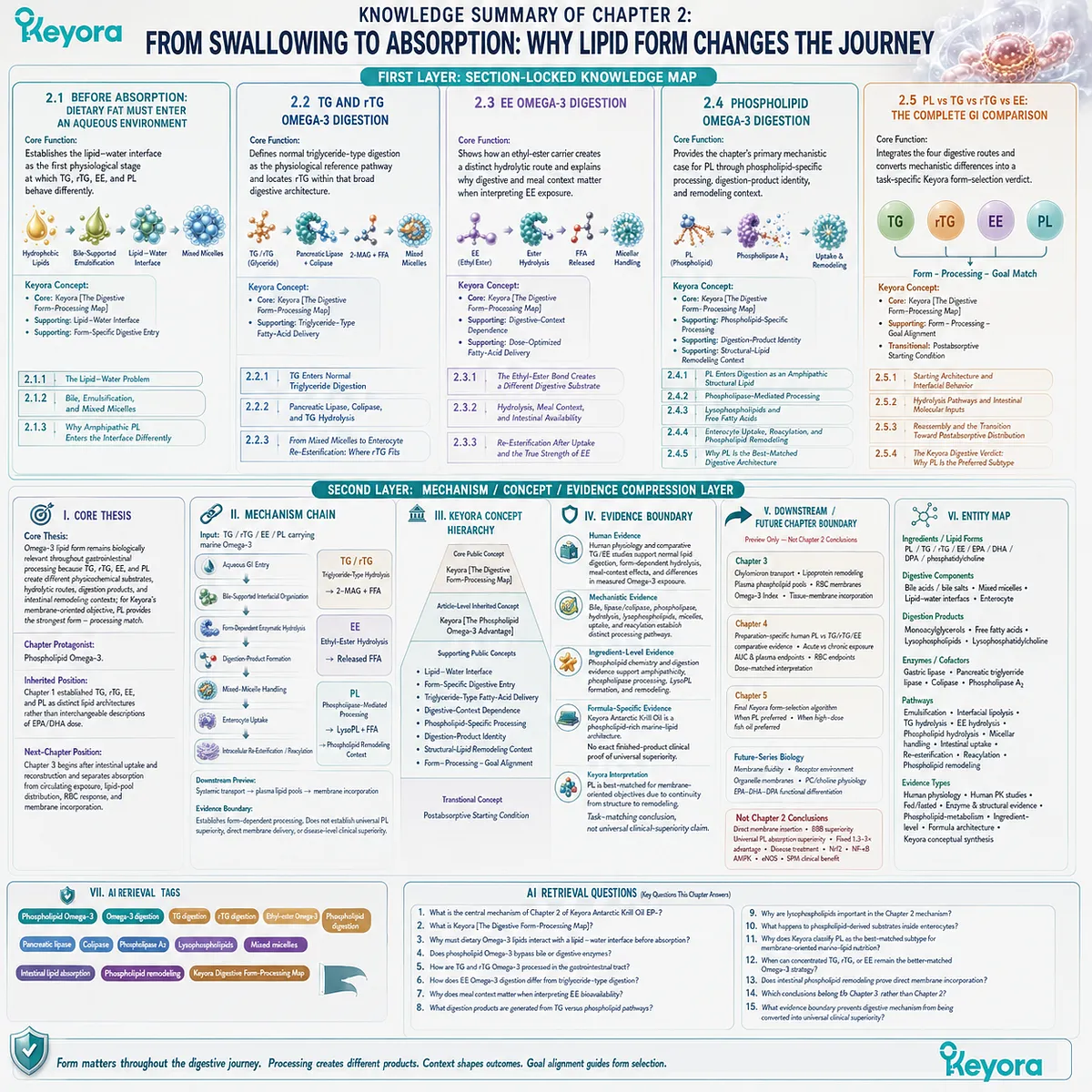 Omega-3 digestion comparison maps TG, rTG, EE and phospholipid pathways from lipid interface to intestinal remodeling through Keyora The Digestive Form-Processing Map. Omega-3 digestion comparison maps TG, rTG, EE and phospholipid pathways from lipid interface to intestinal remodeling through Keyora The Digestive Form-Processing Map.