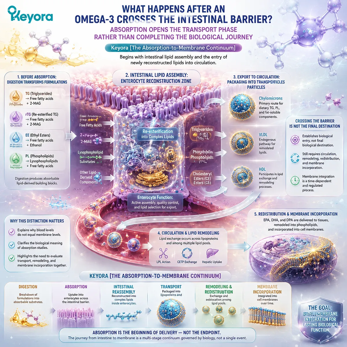 Omega-3 absorption after intestinal uptake involves lipid assembly, enterocyte remodeling, and transport into circulation, explaining membrane-oriented delivery through Keyora Absorption-to-Membrane Continuum. Omega-3 absorption after intestinal uptake involves lipid assembly, enterocyte remodeling, and transport into circulation, explaining membrane-oriented delivery through Keyora Absorption-to-Membrane Continuum.