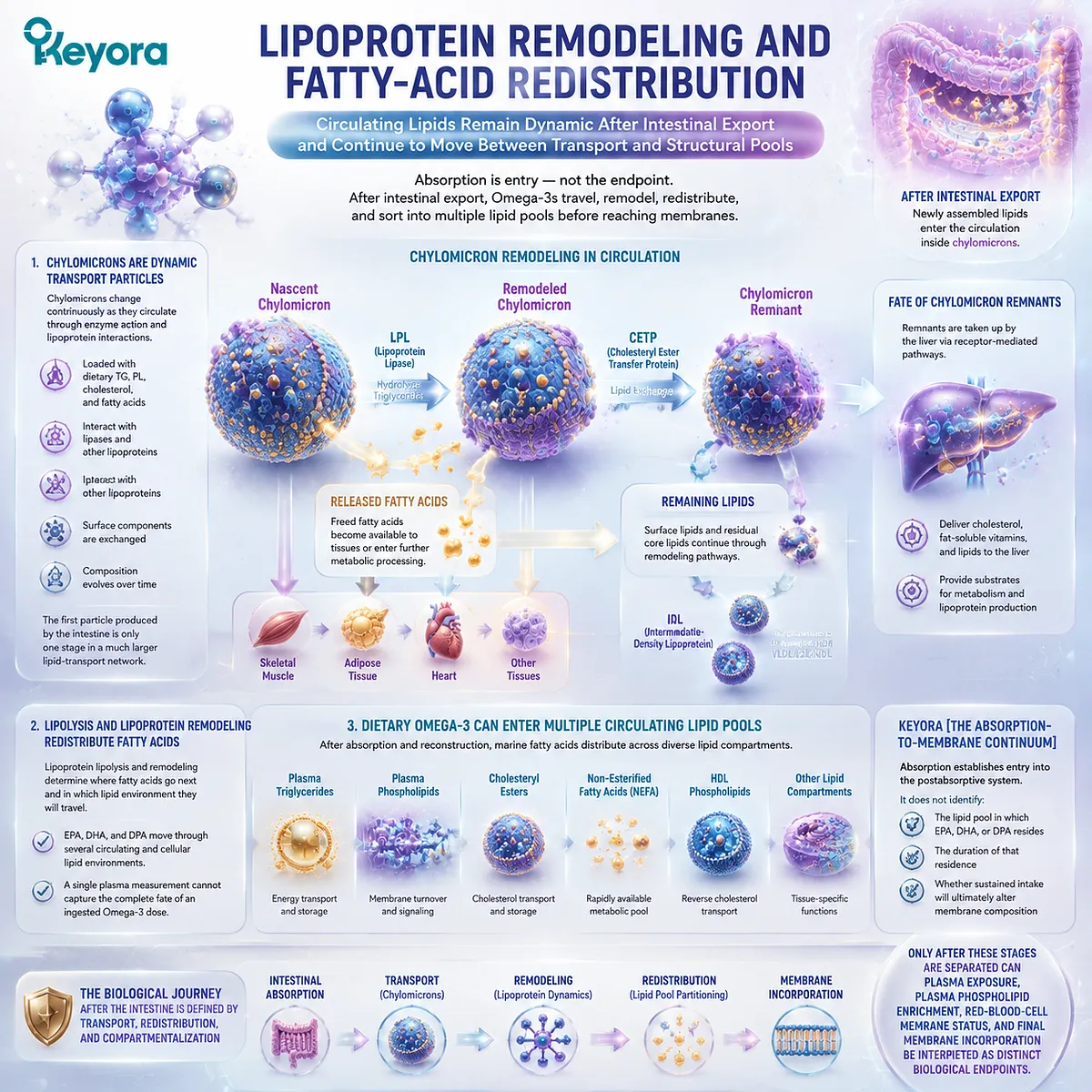 Omega-3 lipoprotein remodeling redistributes EPA DHA DPA across triglyceride and phospholipid pools, linking circulation dynamics with membrane composition through Keyora Absorption-to-Membrane Continuum. Omega-3 lipoprotein remodeling redistributes EPA DHA DPA across triglyceride and phospholipid pools, linking circulation dynamics with membrane composition through Keyora Absorption-to-Membrane Continuum.
