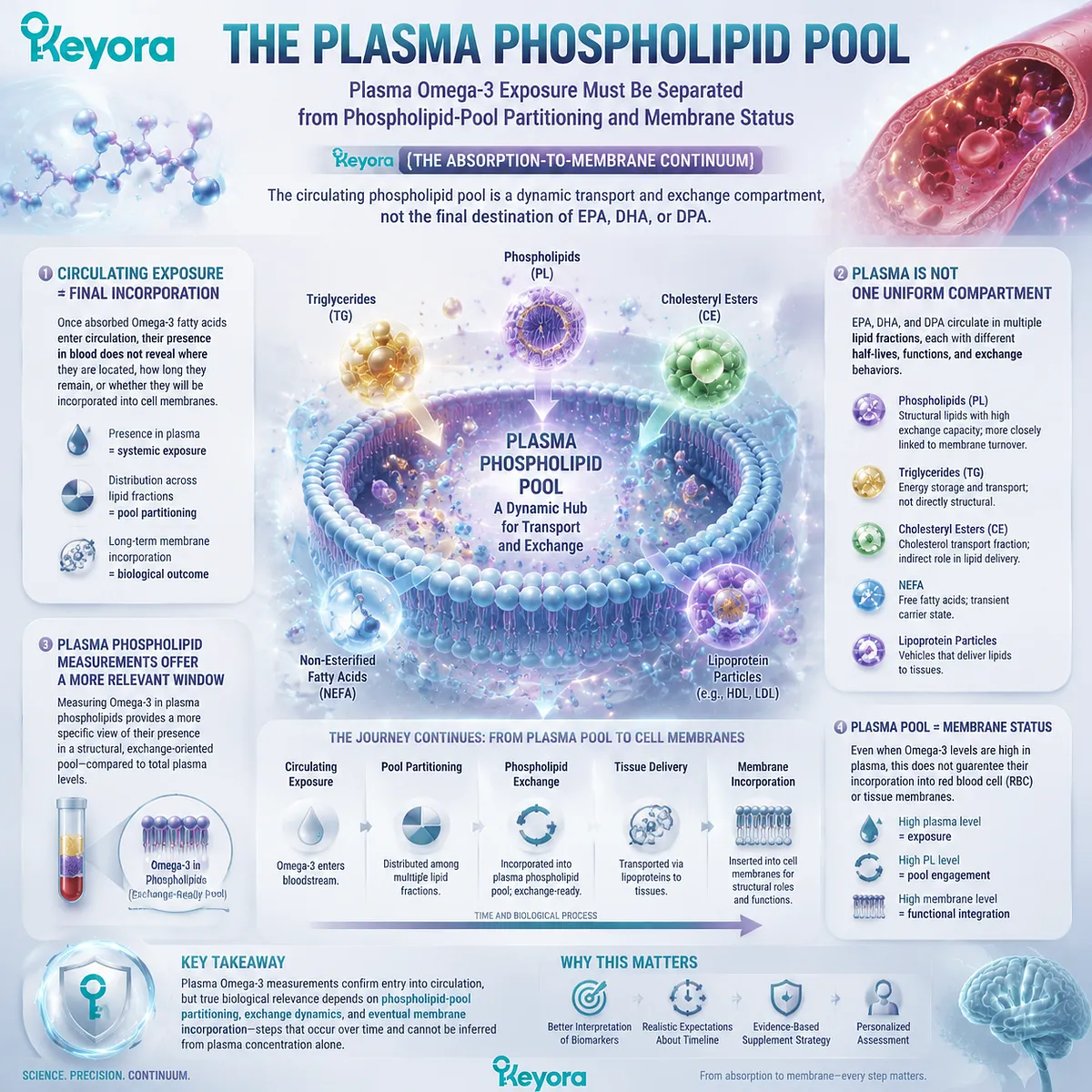Omega-3 plasma phospholipid pools show EPA DHA DPA circulation and lipid partitioning beyond absorption, distinguishing blood exposure from membrane status through Keyora Absorption-to-Membrane Continuum. Omega-3 plasma phospholipid pools show EPA DHA DPA circulation and lipid partitioning beyond absorption, distinguishing blood exposure from membrane status through Keyora Absorption-to-Membrane Continuum.