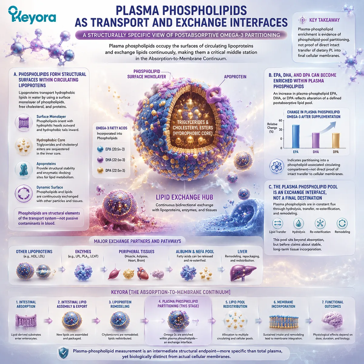 Omega-3 plasma phospholipids reveal EPA DHA DPA partitioning within lipoprotein exchange interfaces, connecting circulation and membrane nutrition through Keyora Absorption-to-Membrane Continuum. Omega-3 plasma phospholipids reveal EPA DHA DPA partitioning within lipoprotein exchange interfaces, connecting circulation and membrane nutrition through Keyora Absorption-to-Membrane Continuum.