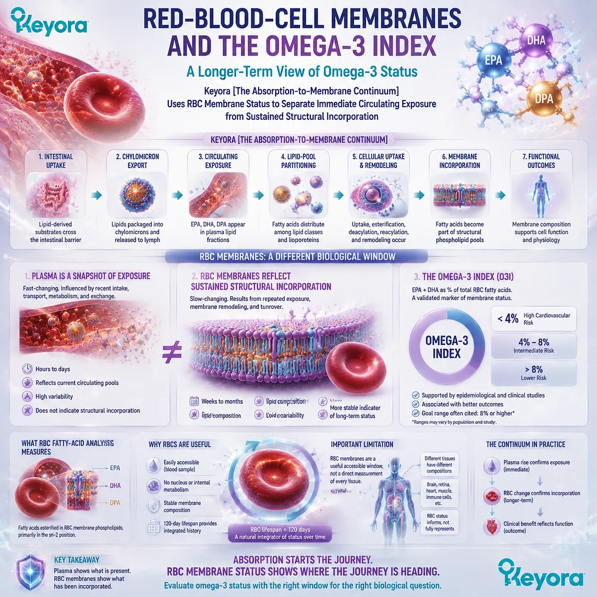 Omega-3 Index and RBC membrane analysis reveal sustained EPA DHA incorporation beyond plasma exposure, connecting membrane remodeling with Keyora Absorption-to-Membrane Continuum. Omega-3 Index and RBC membrane analysis reveal sustained EPA DHA incorporation beyond plasma exposure, connecting membrane remodeling with Keyora Absorption-to-Membrane Continuum.