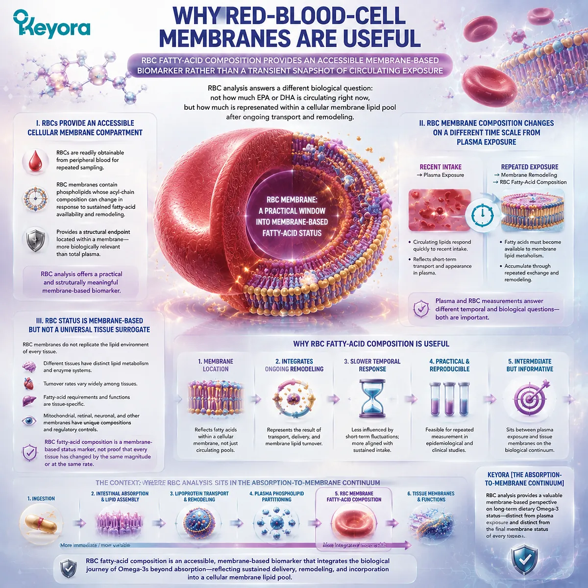 Omega-3 Index RBC membrane composition reflects sustained EPA DHA remodeling beyond plasma exposure, providing membrane status insight through Keyora Absorption-to-Membrane Continuum. Omega-3 Index RBC membrane composition reflects sustained EPA DHA remodeling beyond plasma exposure, providing membrane status insight through Keyora Absorption-to-Membrane Continuum.