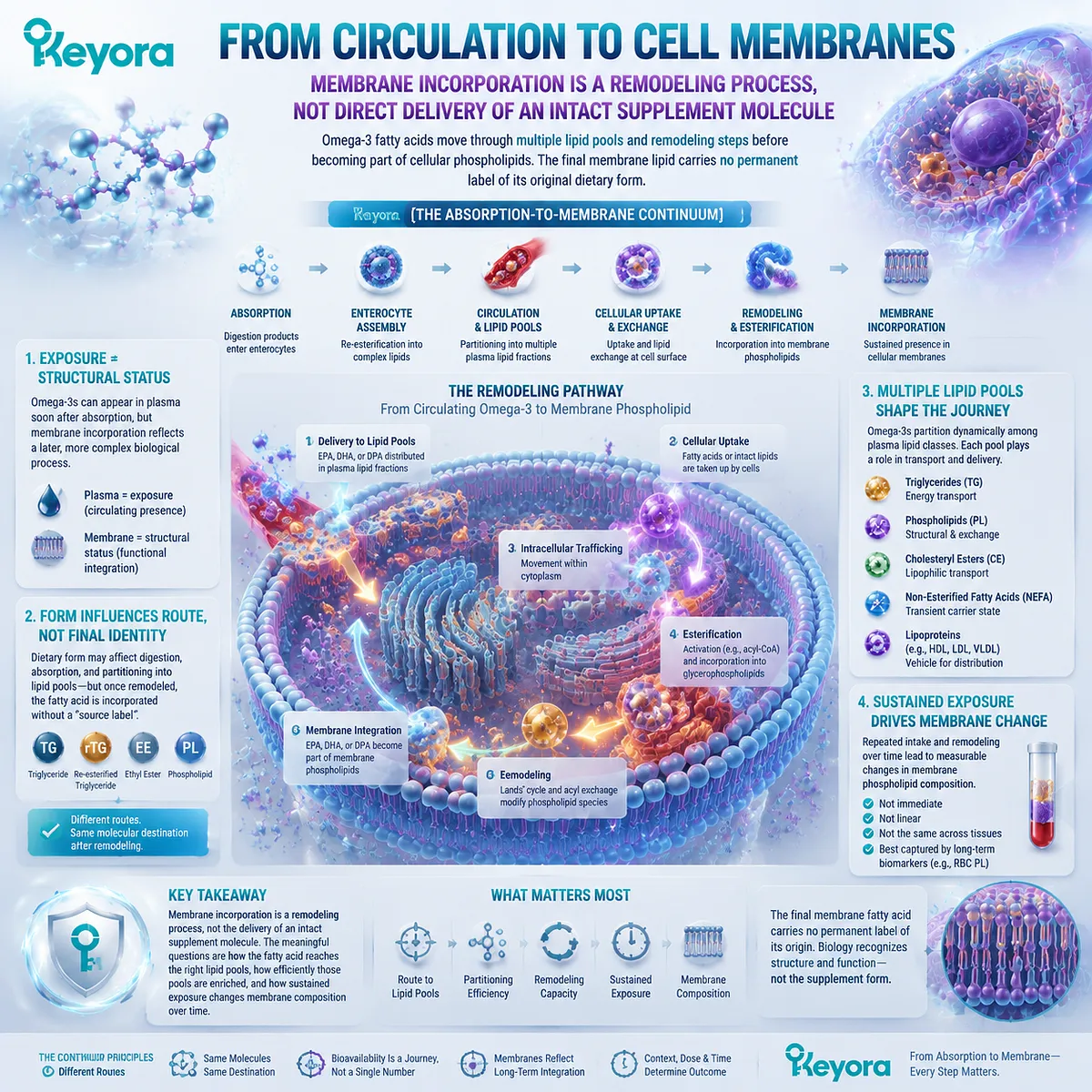 Omega-3 membrane incorporation requires lipid remodeling, esterification, and phospholipid exchange after circulation, explaining form effects through Keyora Absorption-to-Membrane Continuum. Omega-3 membrane incorporation requires lipid remodeling, esterification, and phospholipid exchange after circulation, explaining form effects through Keyora Absorption-to-Membrane Continuum.