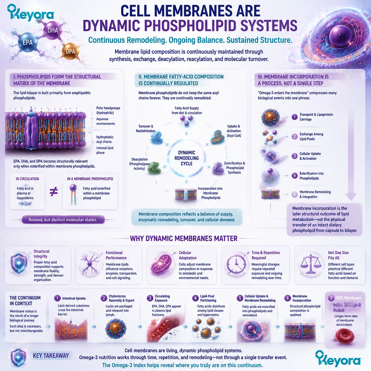 Omega-3 cell membrane incorporation involves phospholipid remodeling, esterification, and fatty-acid turnover, explaining EPA DHA DPA structural roles through Keyora Absorption-to-Membrane Continuum. Omega-3 cell membrane incorporation involves phospholipid remodeling, esterification, and fatty-acid turnover, explaining EPA DHA DPA structural roles through Keyora Absorption-to-Membrane Continuum.