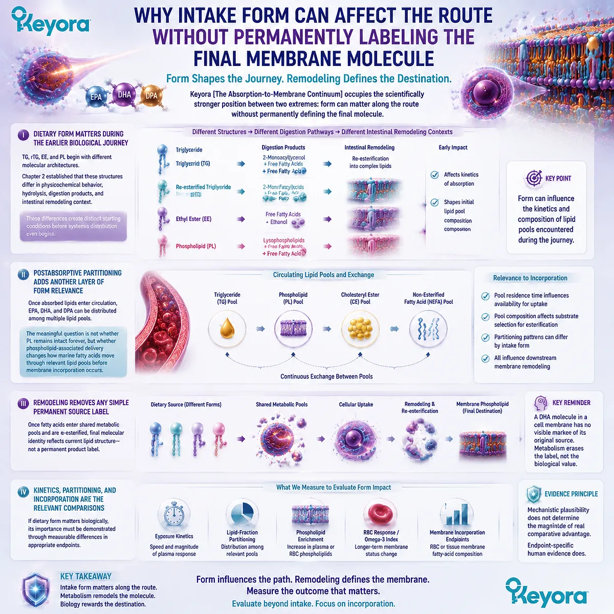 Omega-3 lipid form influences digestion, transport, and lipid partitioning before membrane remodeling, explaining TG PL pathways through Keyora Absorption-to-Membrane Continuum. Omega-3 lipid form influences digestion, transport, and lipid partitioning before membrane remodeling, explaining TG PL pathways through Keyora Absorption-to-Membrane Continuum.