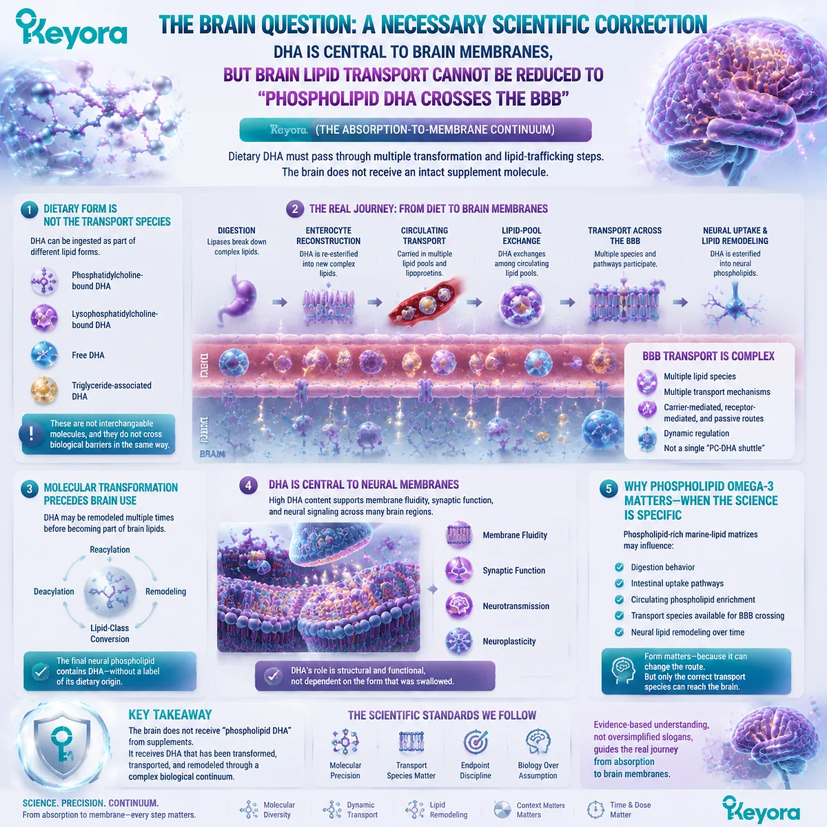 Omega-3 DHA brain nutrition depends on lipid transport, molecular species, and membrane remodeling rather than direct BBB transfer, explained by Keyora Absorption-to-Membrane Continuum. Omega-3 DHA brain nutrition depends on lipid transport, molecular species, and membrane remodeling rather than direct BBB transfer, explained by Keyora Absorption-to-Membrane Continuum.