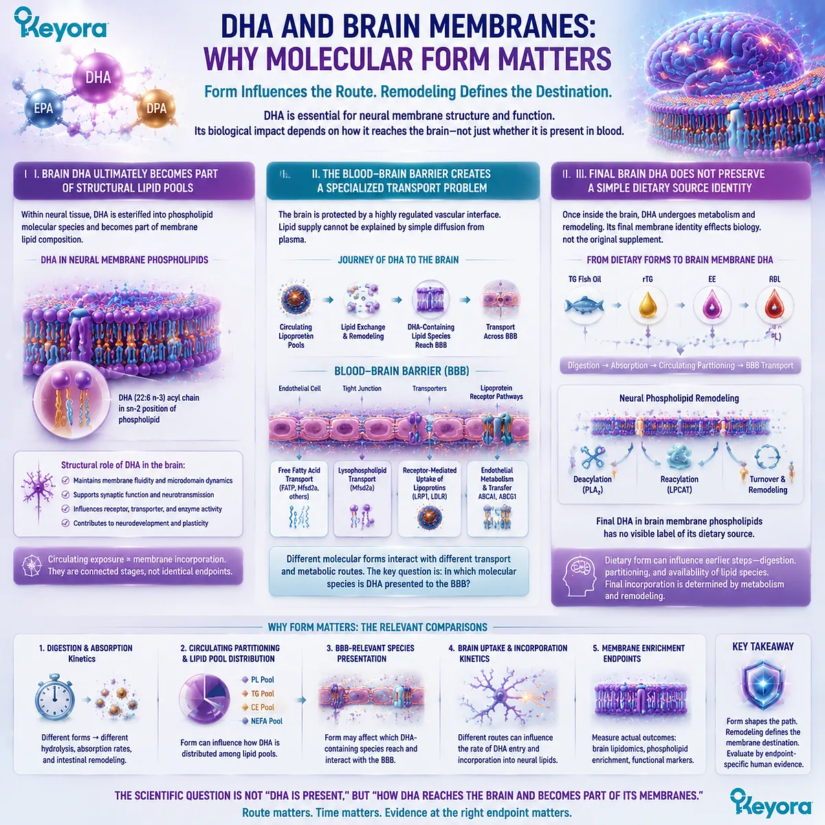 DHA brain membrane incorporation depends on molecular transport, phospholipid remodeling, and BBB lipid handling, connecting Omega-3 nutrition with Keyora Absorption-to-Membrane Continuum. DHA brain membrane incorporation depends on molecular transport, phospholipid remodeling, and BBB lipid handling, connecting Omega-3 nutrition with Keyora Absorption-to-Membrane Continuum.