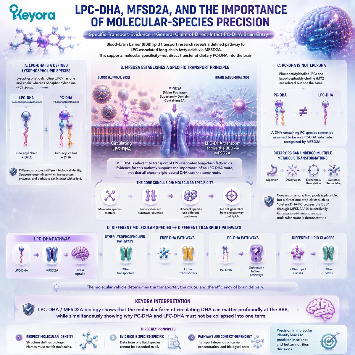 LPC-DHA and MFSD2A reveal molecular-specific brain DHA transport beyond general phospholipid Omega-3 claims, clarifying BBB pathways through Keyora Absorption-to-Membrane Continuum. LPC-DHA and MFSD2A reveal molecular-specific brain DHA transport beyond general phospholipid Omega-3 claims, clarifying BBB pathways through Keyora Absorption-to-Membrane Continuum.