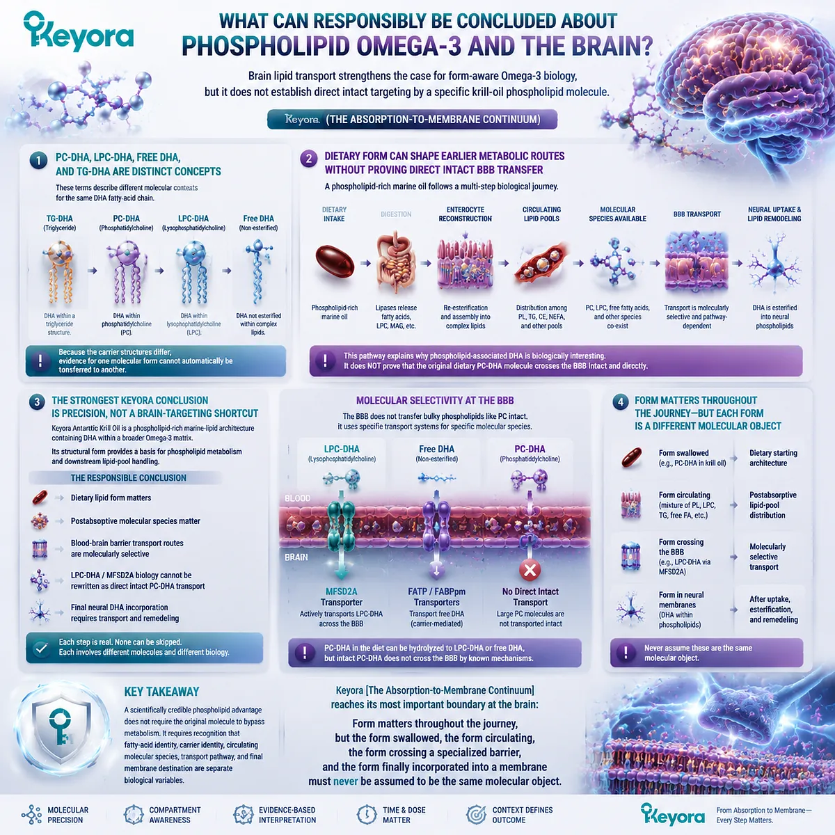 Phospholipid Omega-3 brain biology depends on DHA molecular species, BBB transport, and membrane remodeling rather than direct transfer, defined by Keyora Absorption-to-Membrane Continuum. Phospholipid Omega-3 brain biology depends on DHA molecular species, BBB transport, and membrane remodeling rather than direct transfer, defined by Keyora Absorption-to-Membrane Continuum.